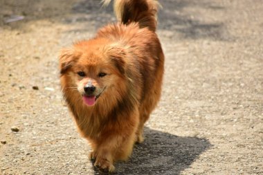 Köpek çiftleşen köpek parkta yürüyor.