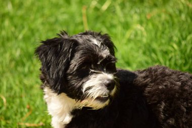 Şirin bir köpeğin portresi.