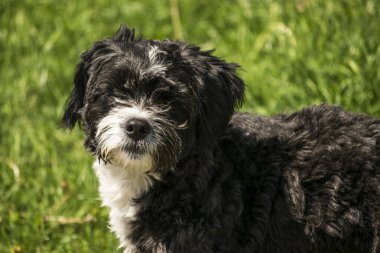 Dışarıdaki Şirin Köpeğin Portresi