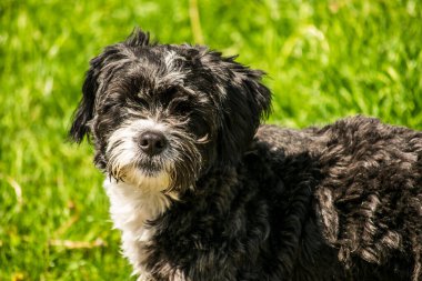 Beyaz benekli siyah köpek ve çimlerin üzerinde siyah kürk.