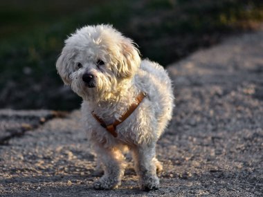 Köpek yavrusu kaniş, tatlım.