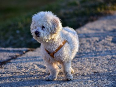 Köpek beyaz kaniş yetiştirir.