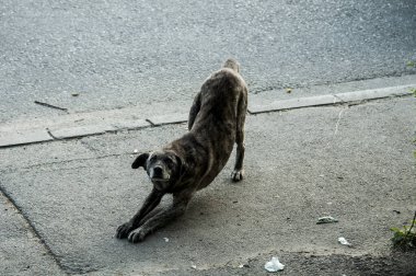 Sokakta başıboş bir köpek. hayvanlar.