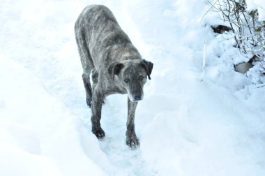 Kardaki köpek.