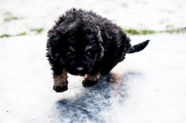 Siyah köpek yolda koşuyor, kış günü.