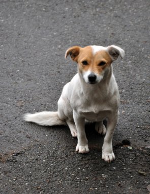 Sokaktaki sevimli köpek.