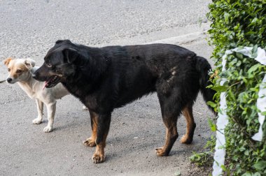 İki siyah köpek evin sahibini bekliyor. evcil hayvan konsepti