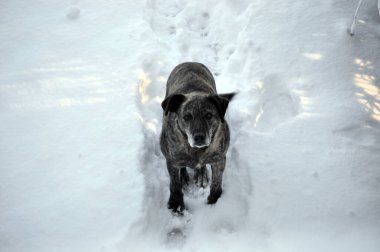 Kış ormanındaki köpek, kış köpeği, köpek, köpek, evcil hayvan, yürüyüş, kar