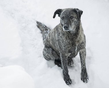 Kardaki köpek.