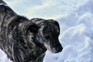 Köpek Melezi yolda.