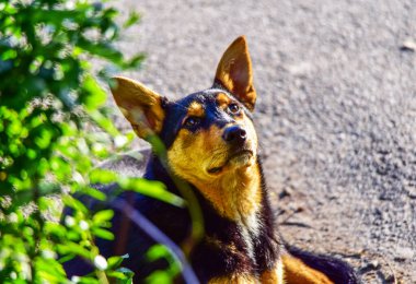 Köpek yolda, köpek yolda..