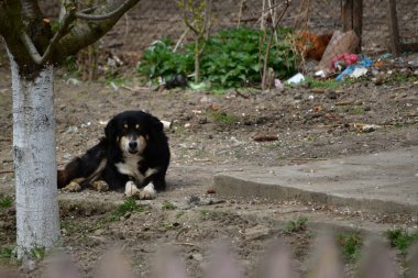 Köpek cinsi sokak köpeği.