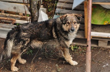 Barınaktaki evsiz köpek