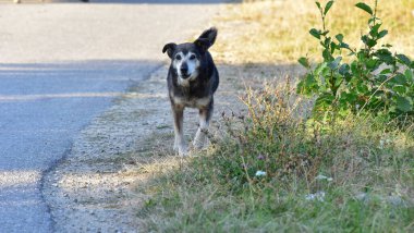 Yoldaki köpek.
