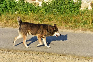 Köpek bahçede yürüyor..