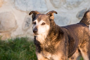 Köpeğin dışarıdaki manzarasını kapat.