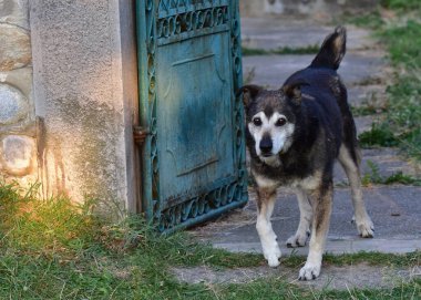 Sokakta başıboş bir köpek