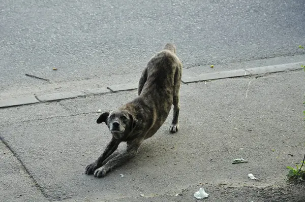 Yoldaki köpek, hayvanlar, doğa, yaz, yürüyüş, seyahat, evcil hayvan,