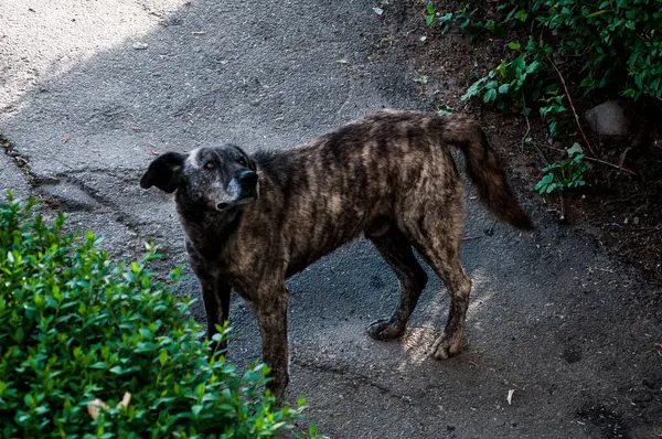 Siyah köpek parkta yürüyor.