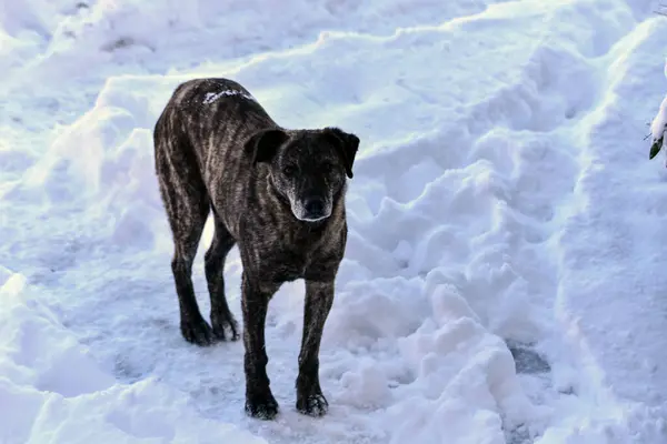 Kışın kardaki köpekler