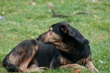 Köpek doğada, Slovakya