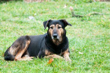 Arka planda bulanık bir şekilde yerde yatan bir köpeğin yakın plan fotoğrafı.