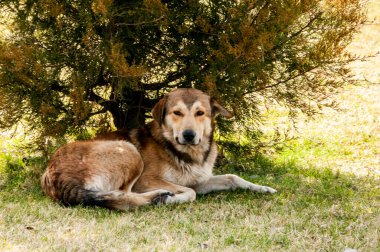 Bahçedeki parkta dinlenen bir köpek..