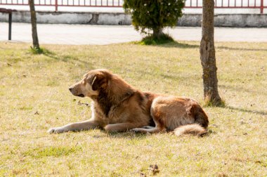 Köpek çimlerin üzerinde yatıyor..