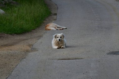 Yoldaki köpek.