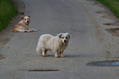 Ormandaki köpek