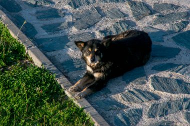 Köpek yerde yatıyor.