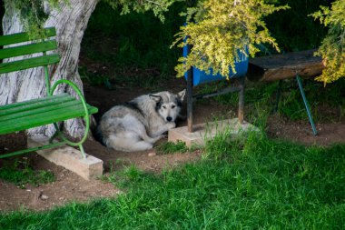 Evsiz kedi, açık bir bahçede, tahta bir bankta yatıyor.