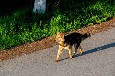 Köpek parkta yolda yürüyor.