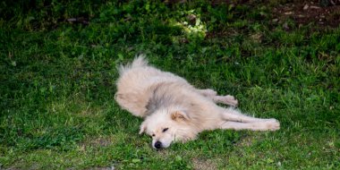 Yazın yeşil çimlerin üzerinde yatan köpek..