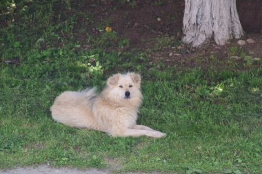 Yeşil çimenlikteki köpek