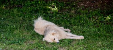 Şirin köpek çimenlerde uyuyor..