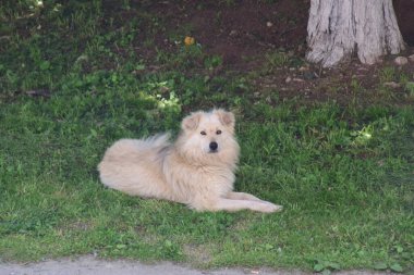 Yazın parkta bir köpek.