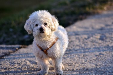 Ormandaki sevimli köpek.