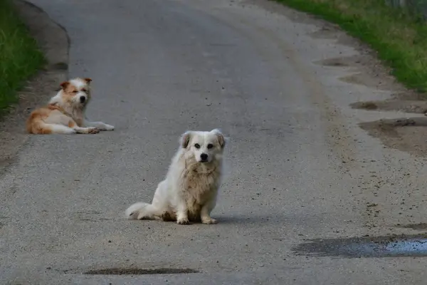 Sokakta iki sevimli sokak köpeği.