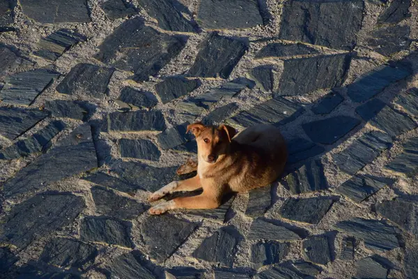 Akşamları sahilde yatan bir köpek.