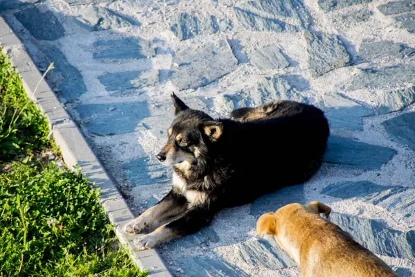 Siyah ve beyaz köpek bahçede, Ukrayna