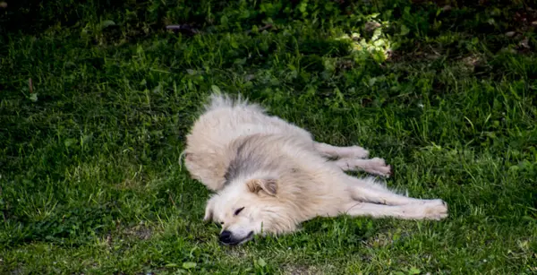 Köpek çimlerin üzerinde yatıyor.