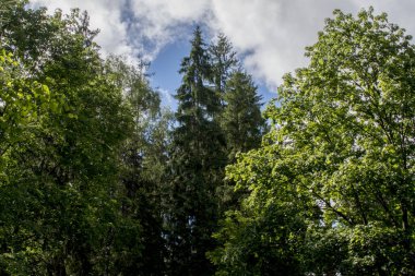 Baharda yeşil orman