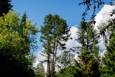 Yaz ormanında ağaçlar ve çalılar