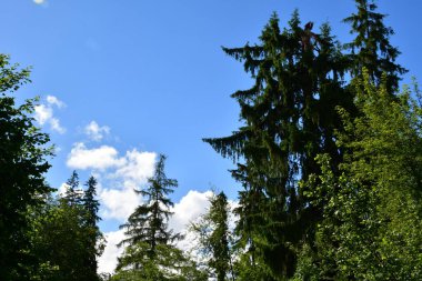 güzel manzara mavi gökyüzü ve ağaçlar