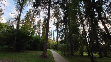 Parkta uzun ağaçlar ve patikalar olan yeşil orman.