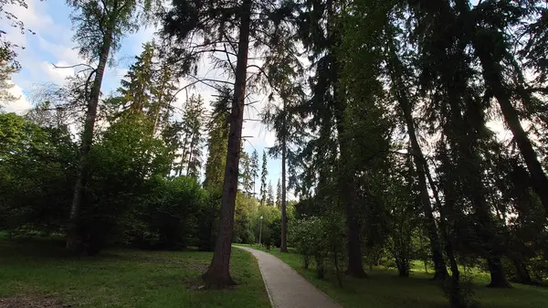 Parkta uzun ağaçlar ve patikalar olan yeşil orman.