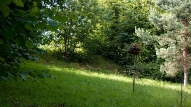 Yazın yeşil orman. yüksek kaliteli fotoğraf