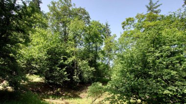 Güzel yaz manzara Rusya'da