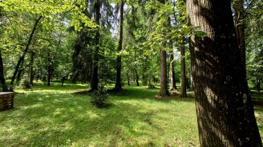 Yaz parkında yeşil orman